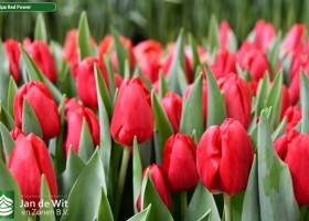 Tulipa Red Power (3)